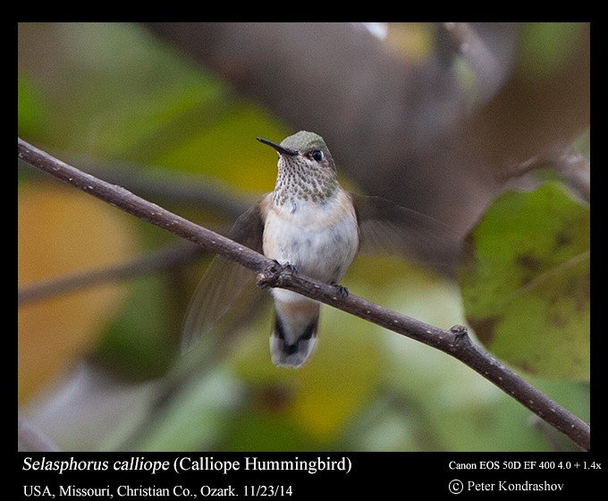 Calliope Hummingbird - ML216056651