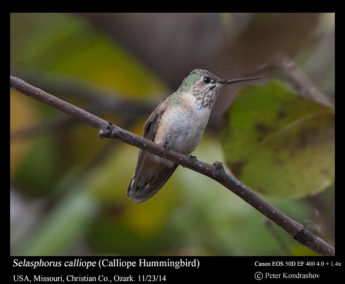 Calliope Hummingbird - ML216056661