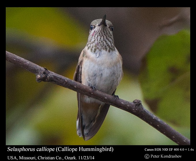 Calliope Hummingbird - ML216056671