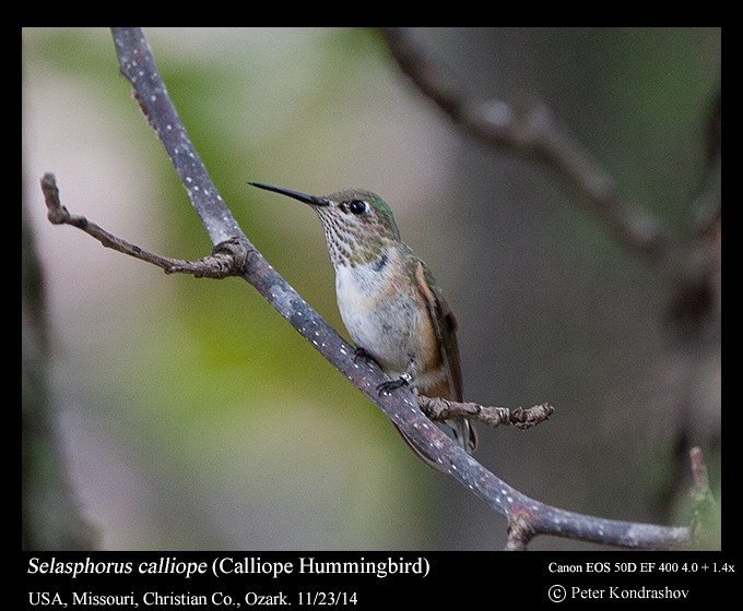 Calliope Hummingbird - ML216056681
