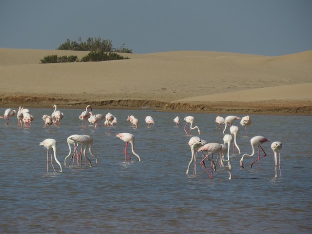 Greater Flamingo winters in coastal marshes in Morocco; Laâyoune-Boujdour-Sakia el Hamra, Morocco. - Greater Flamingo - 