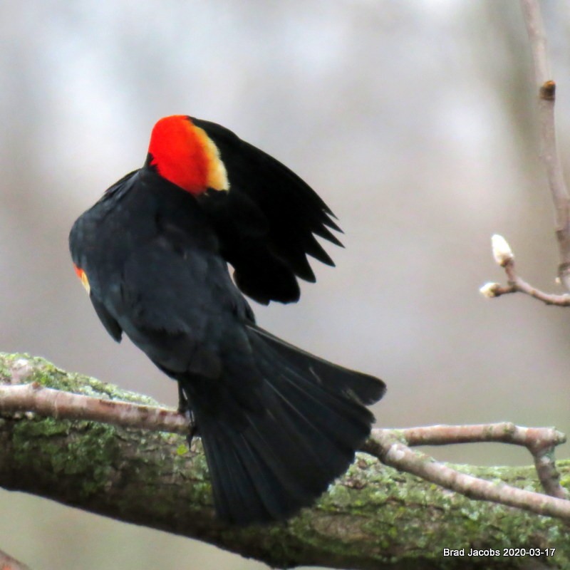 Red-winged Blackbird - ML216066421