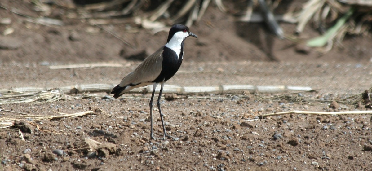 Spur-winged Lapwing - Anabel&Geoff Harries