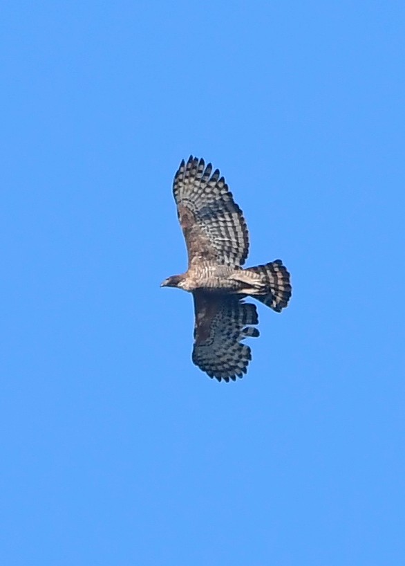 Legge's Hawk-Eagle - HG Prashanthakumar