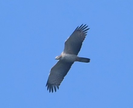 Rufous-bellied Eagle - HG Prashanthakumar