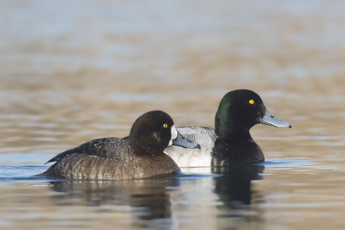 Greater Scaup - ML216074701