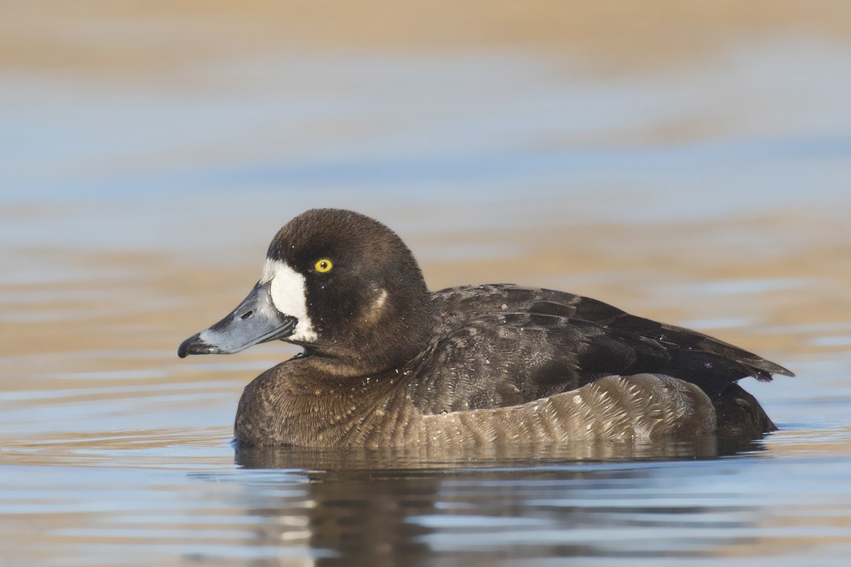 Greater Scaup - ML216074711
