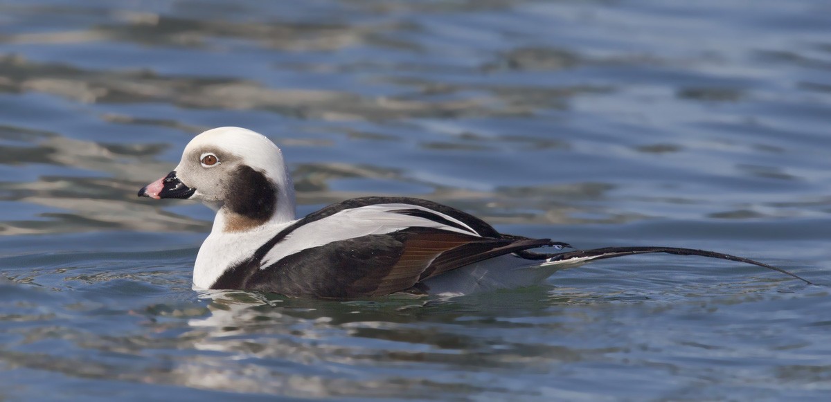 Long-tailed Duck - ML216074771