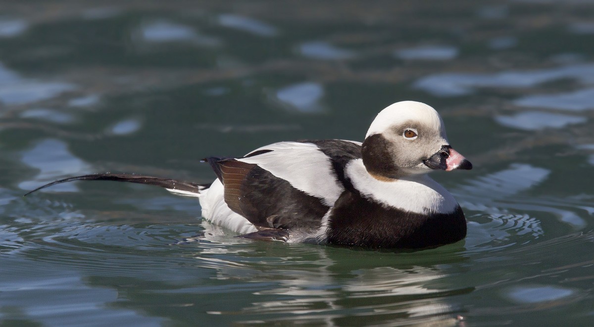 Long-tailed Duck - pierre martin