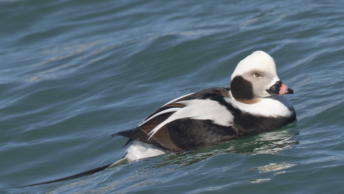Long-tailed Duck - ML216074821