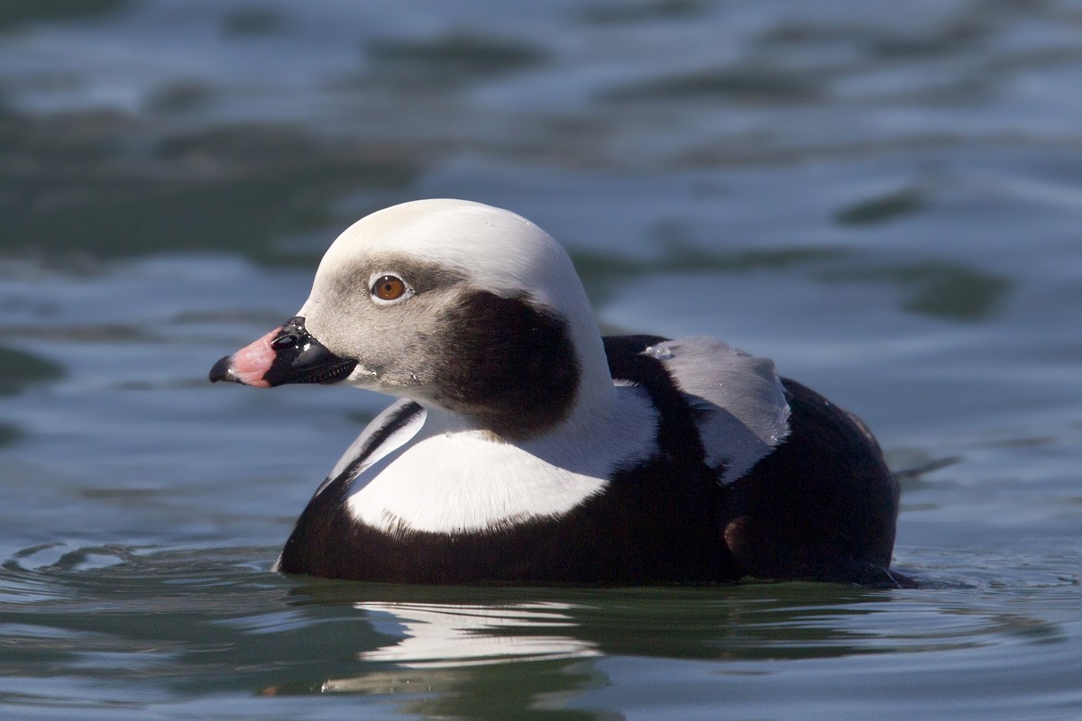 Long-tailed Duck - ML216074831