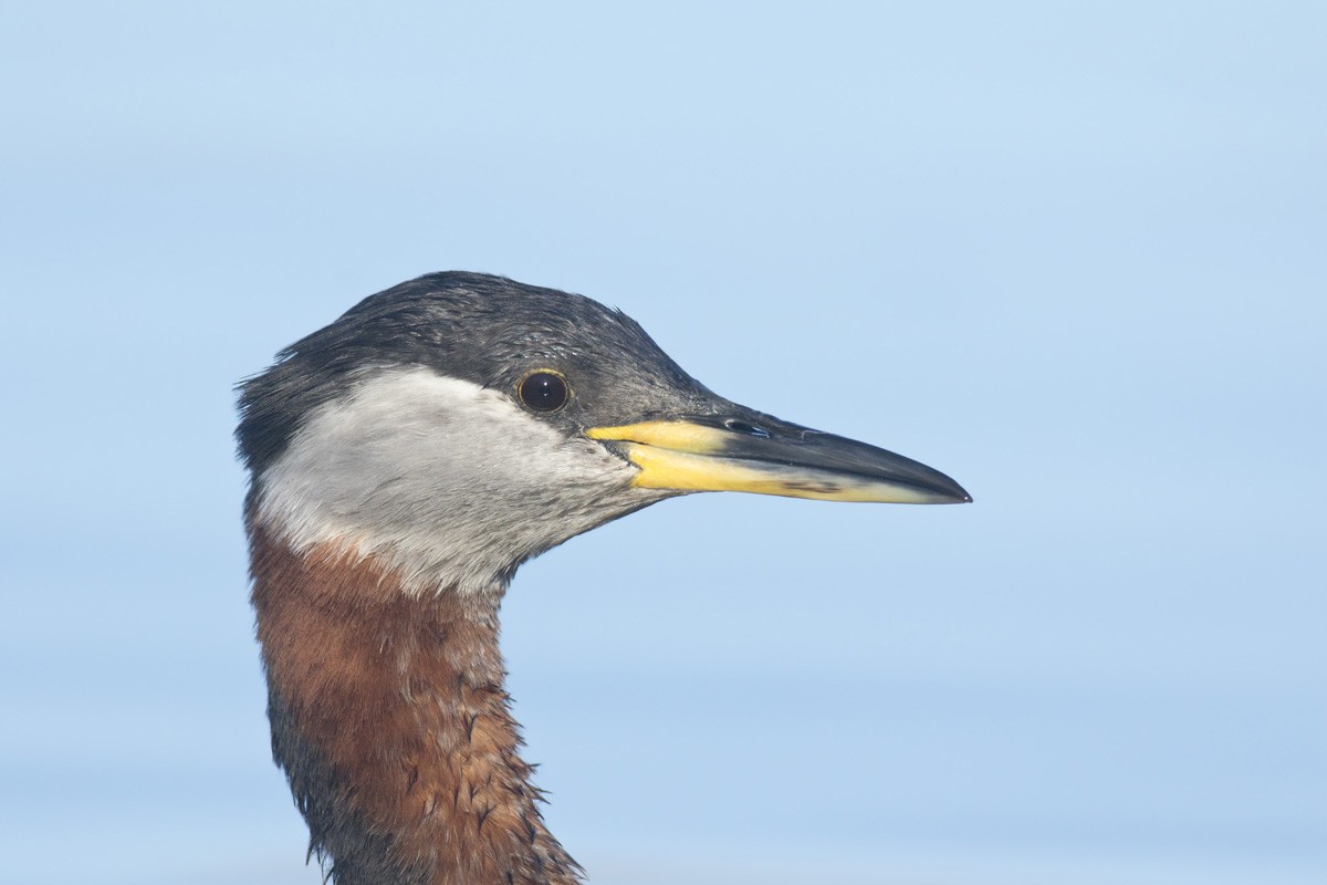 Red-necked Grebe - ML216075061