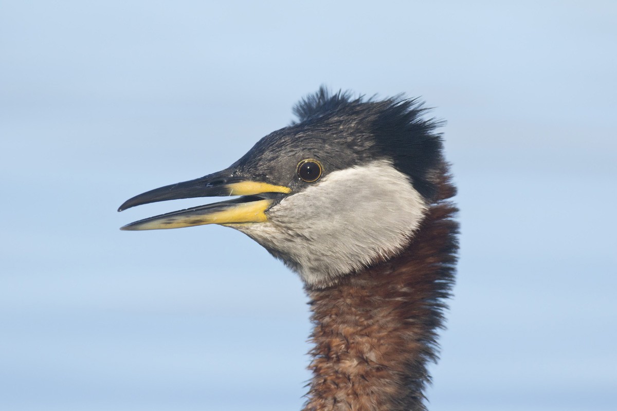 Red-necked Grebe - ML216075071