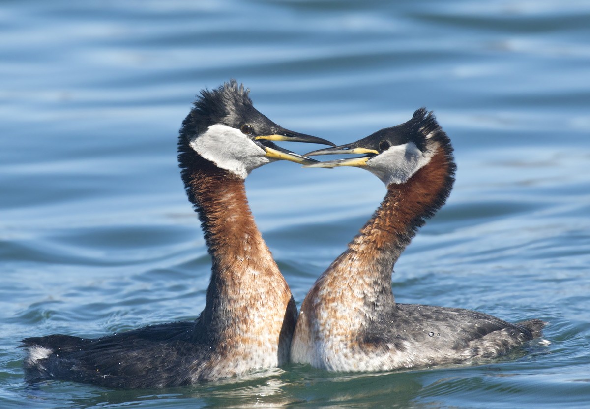 Red-necked Grebe - ML216075081