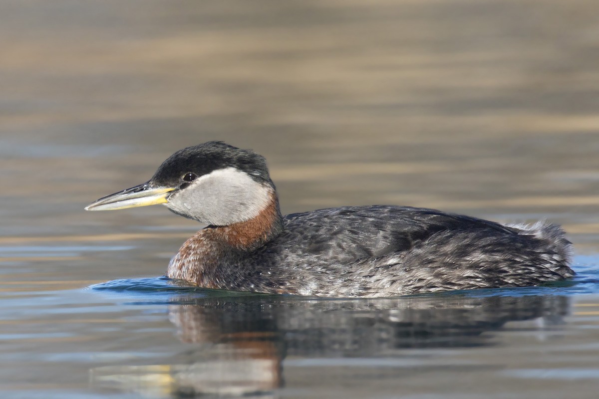 Red-necked Grebe - ML216075091