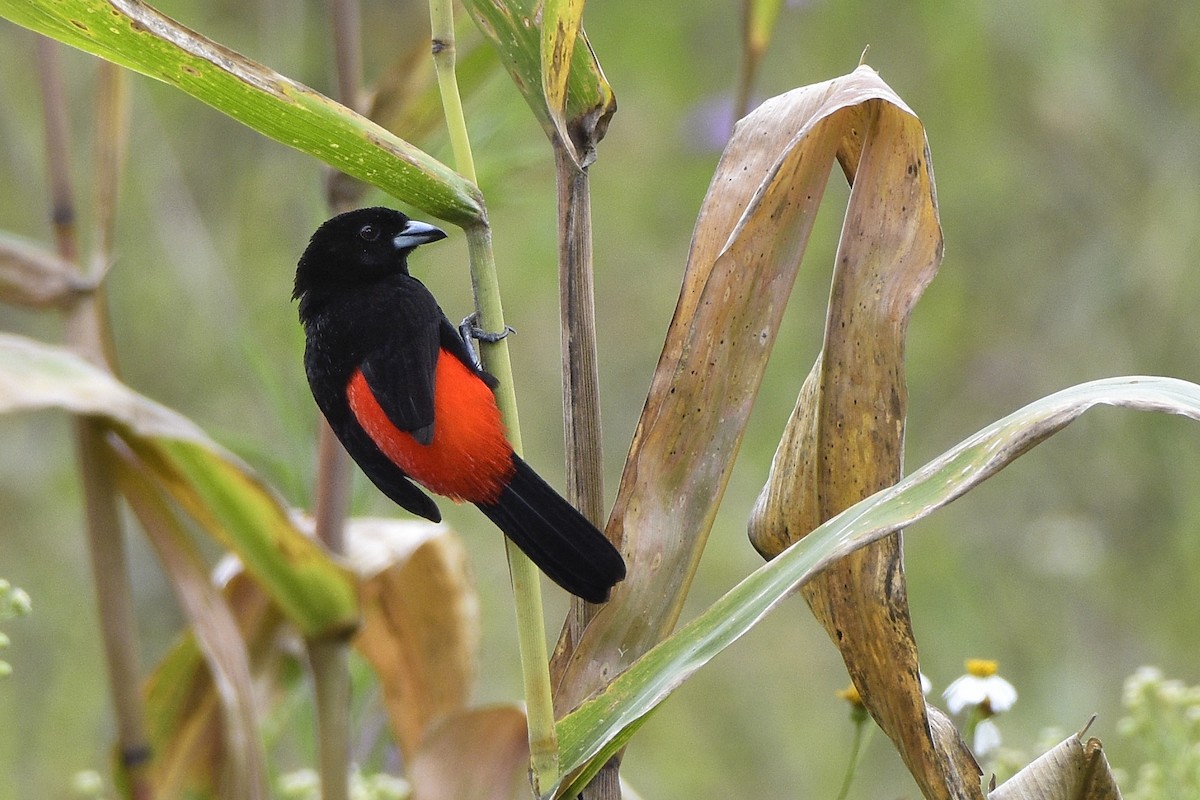 Scarlet-rumped Tanager - ML216076181