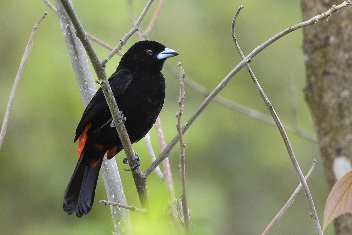 Scarlet-rumped Tanager - ML216077851