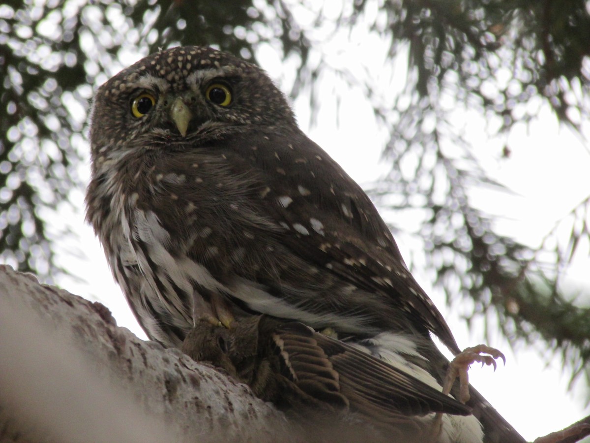 Northern Pygmy-Owl - Robert Sallee