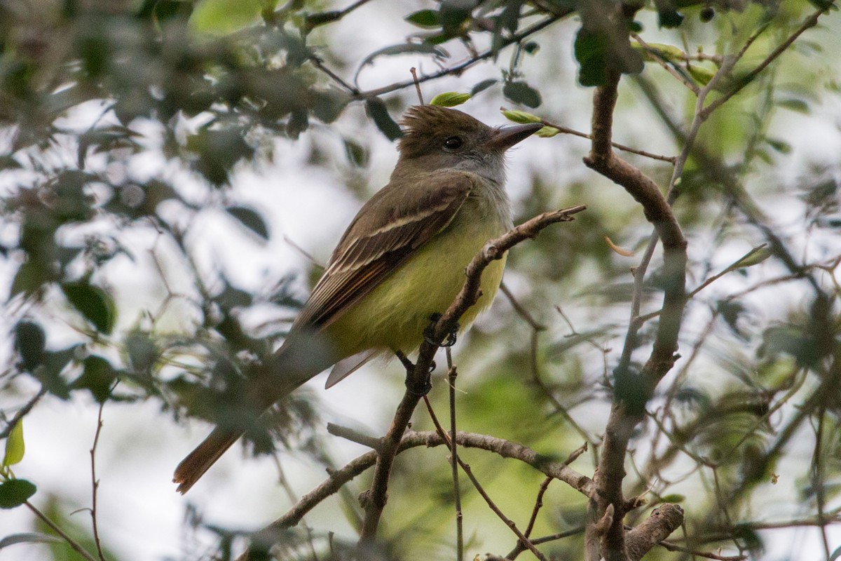 Great Crested Flycatcher - Steve Metchis