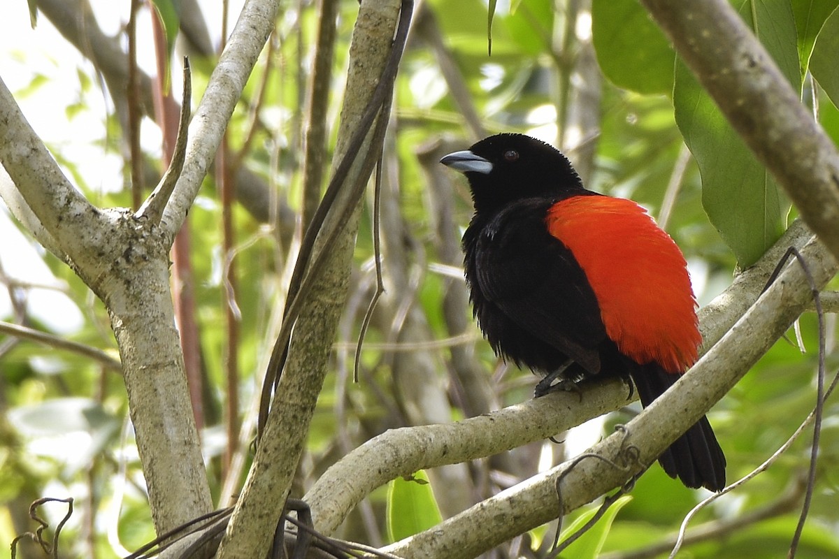 Scarlet-rumped Tanager - ML216079671