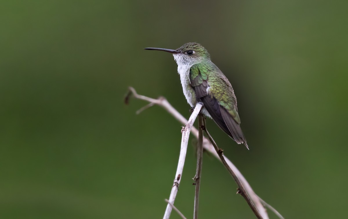 White-bellied Woodstar - Lars Petersson | My World of Bird Photography