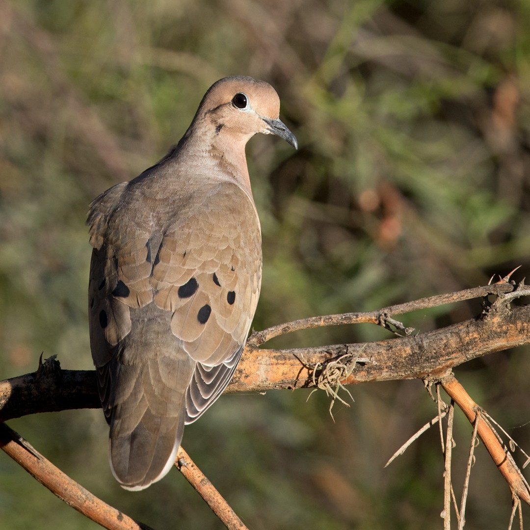 Eared Dove - Lars Petersson | My World of Bird Photography