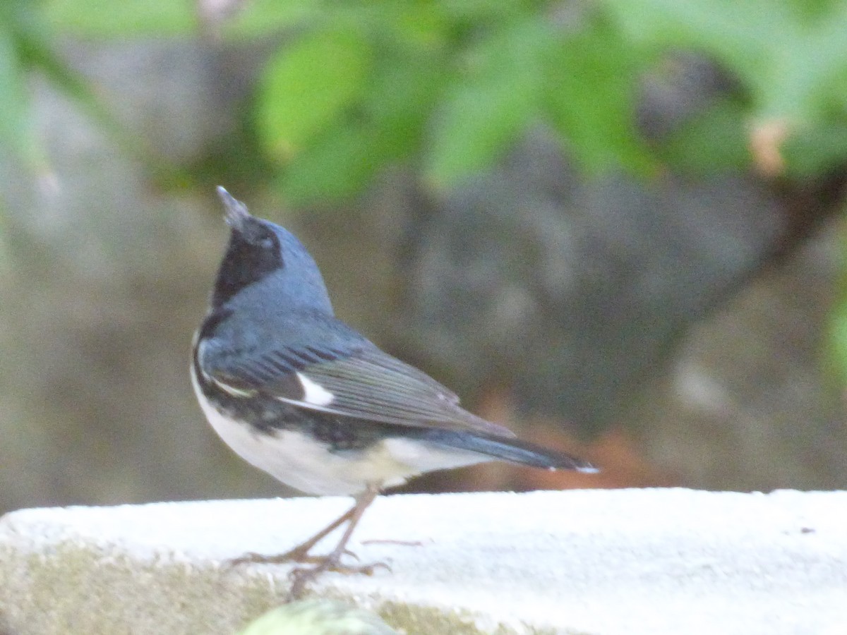 Black-throated Blue Warbler - ML216082231