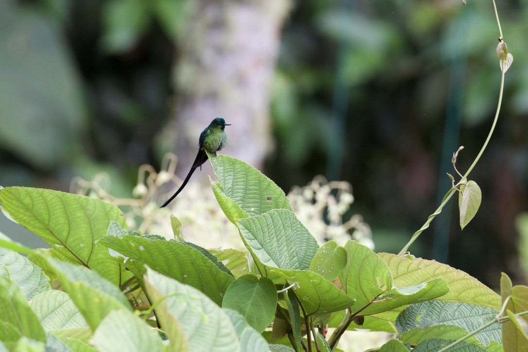 Long-tailed Sylph - ML216084351