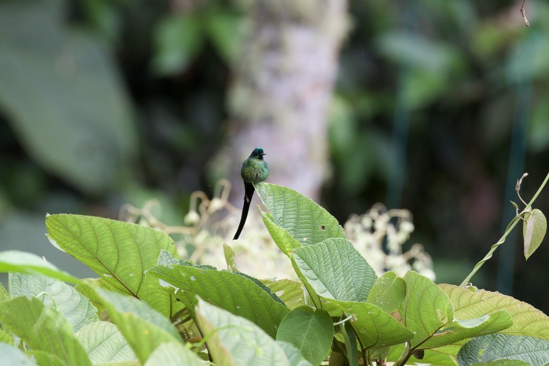 Long-tailed Sylph - ML216084381