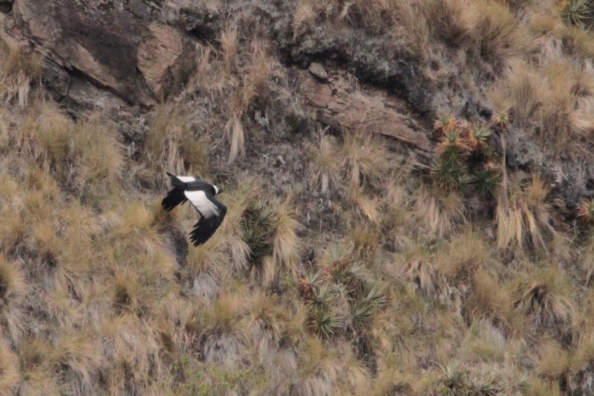 Andean Condor - ML216085111