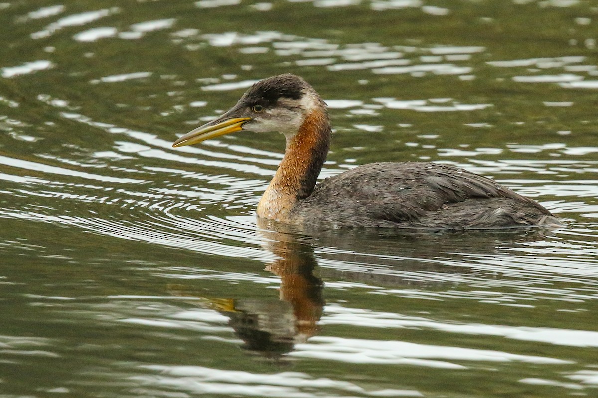 Red-necked Grebe - ML216085561