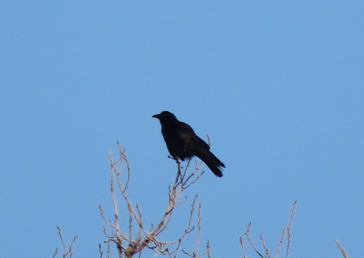 American Crow - ML216085891
