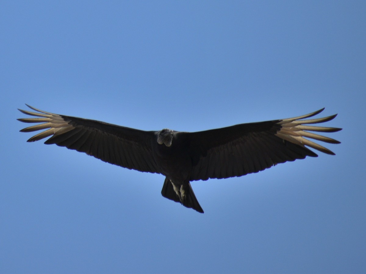 Black Vulture - ML216092091