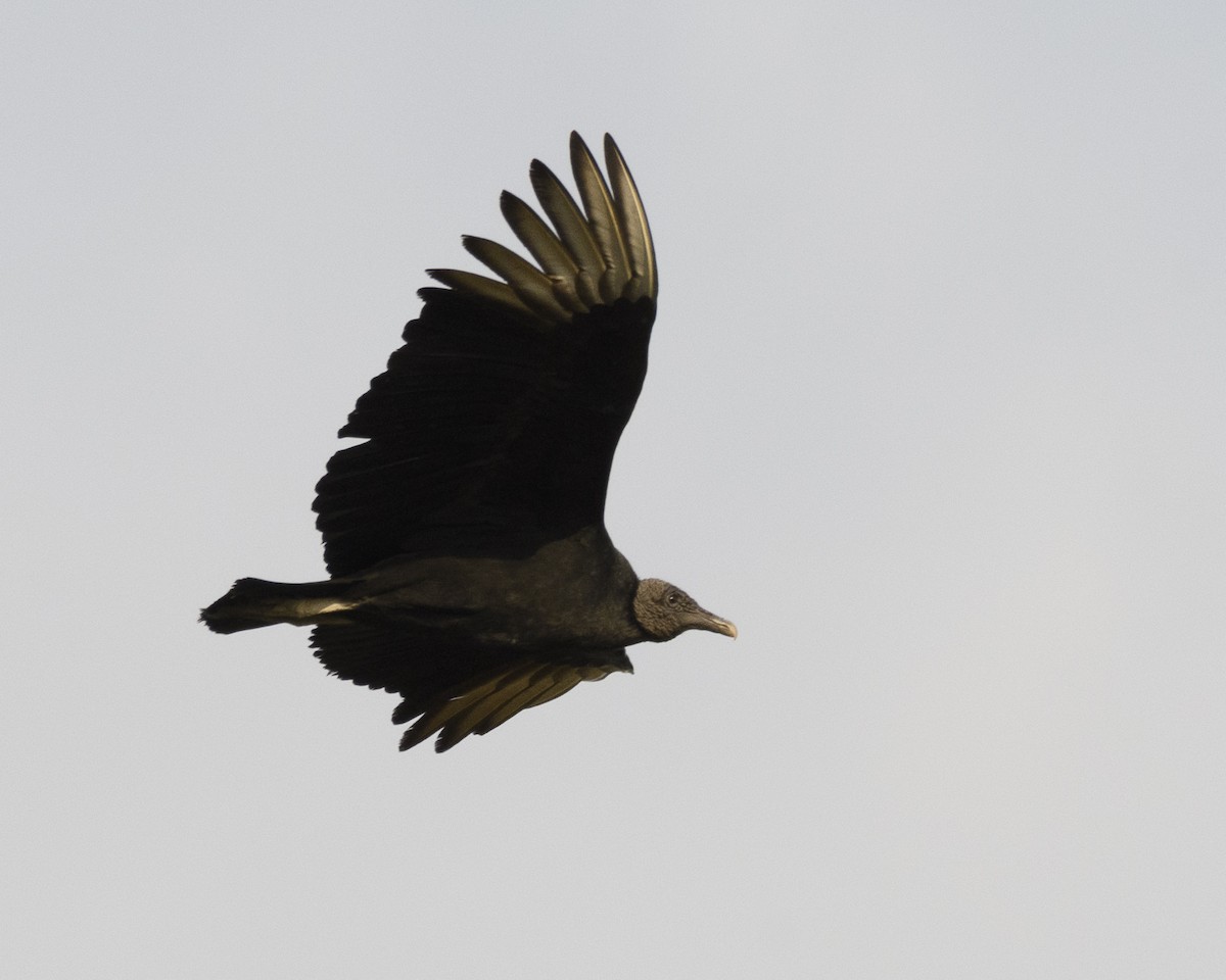 Black Vulture - Anthony Kaduck