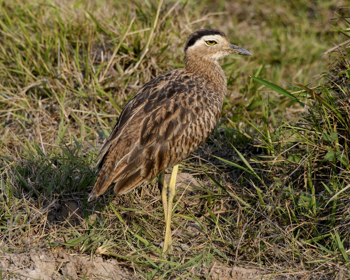 Double-striped Thick-knee - Anthony Kaduck