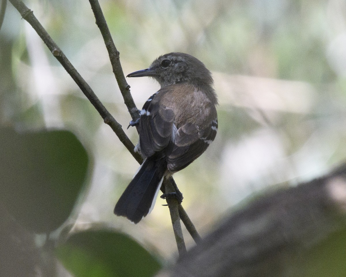 Northern/Southern White-fringed Antwren - Anthony Kaduck
