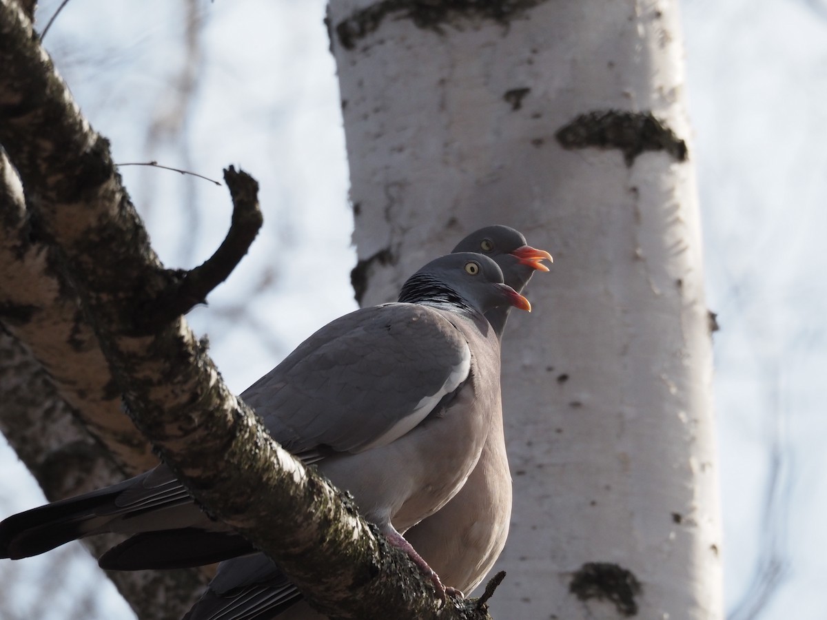 Common Wood-Pigeon - Kostyantyn Grinchenko