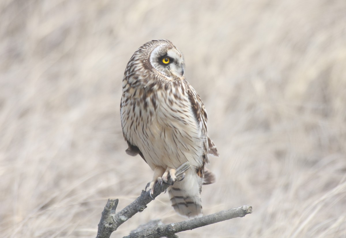 Short-eared Owl - Frederick Bowes