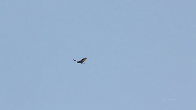 Zone-tailed Hawk - ML216100591