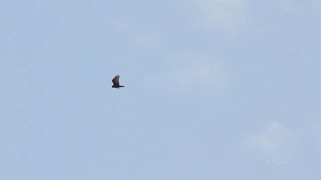 Zone-tailed Hawk - ML216100821