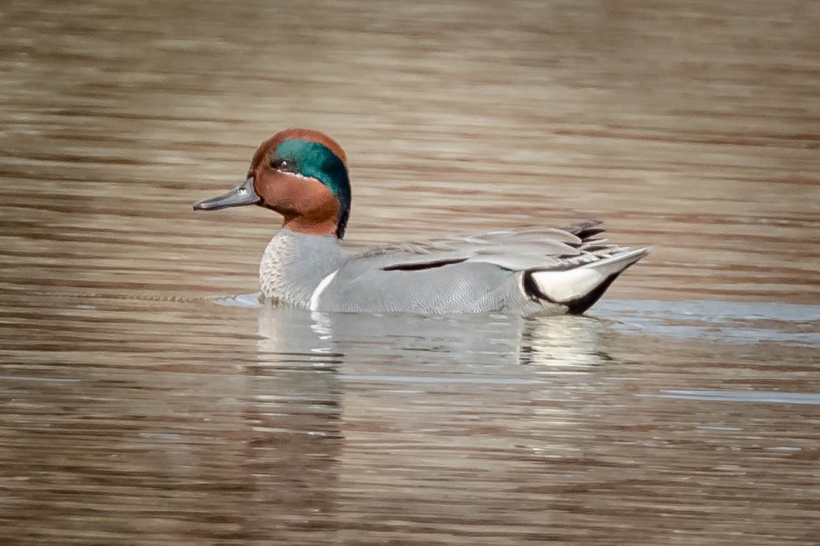 Green-winged Teal - Michael Conner