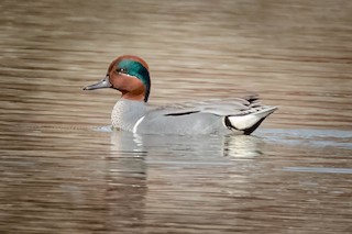 Green-winged Teal, ML216102711