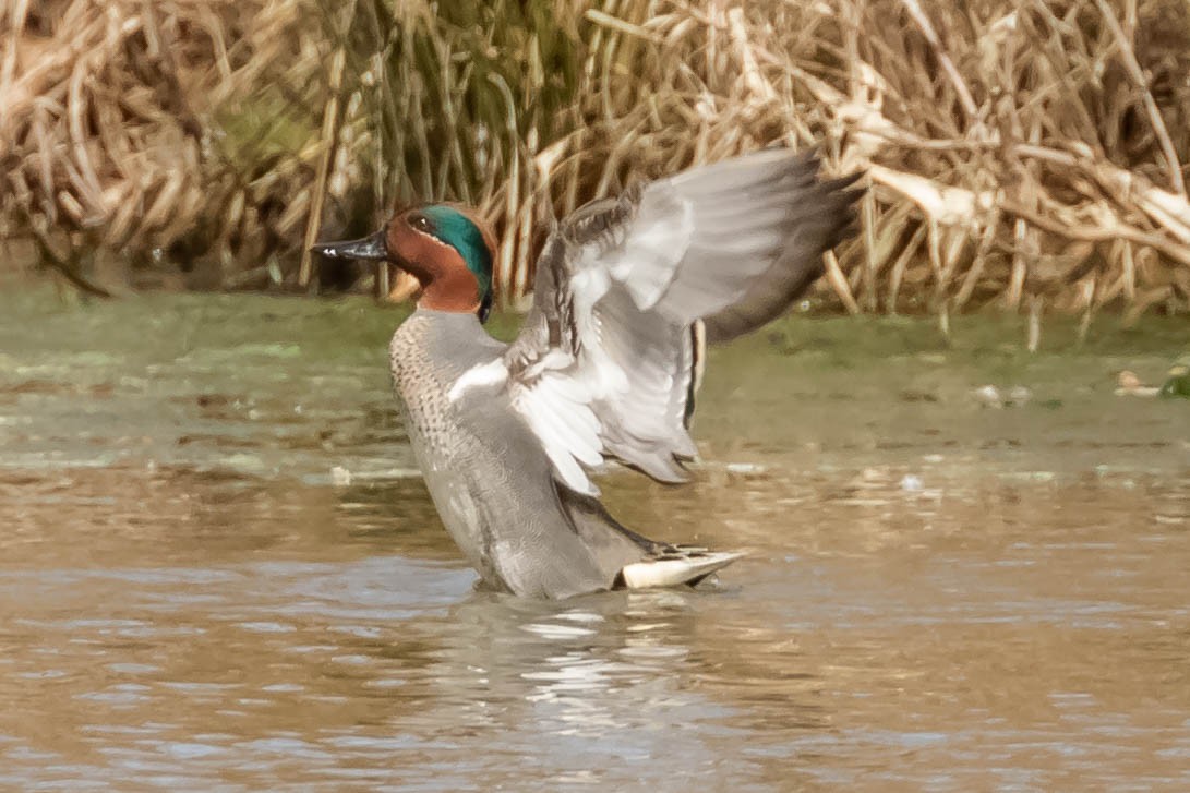 Green-winged Teal - ML216102731