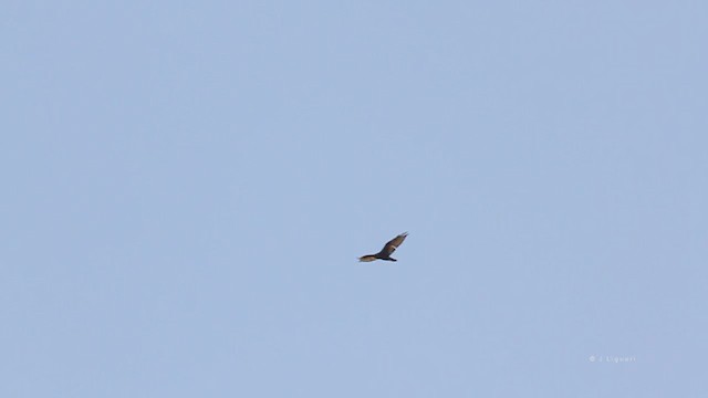 Zone-tailed Hawk - ML216104691