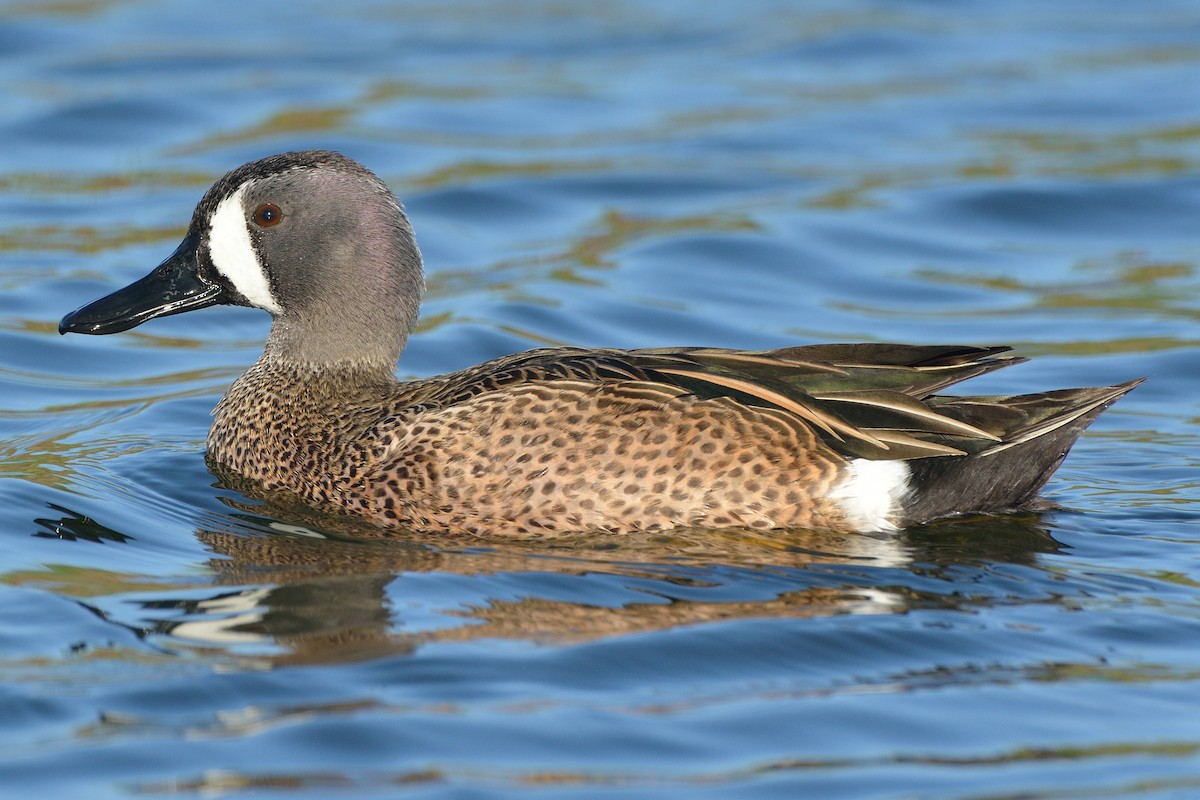 Blue-winged Teal - ML216106171