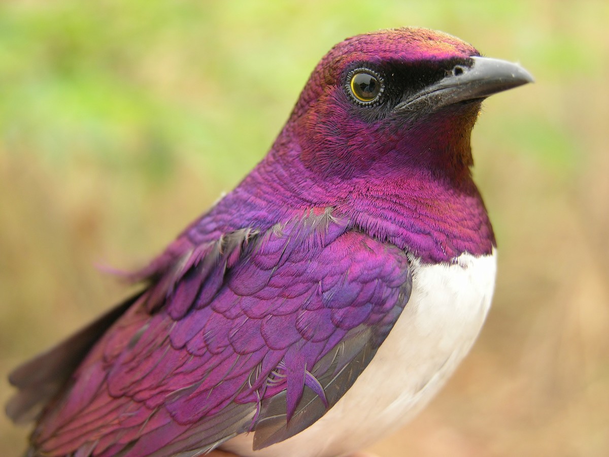 Violet-backed Starling - ML216106221