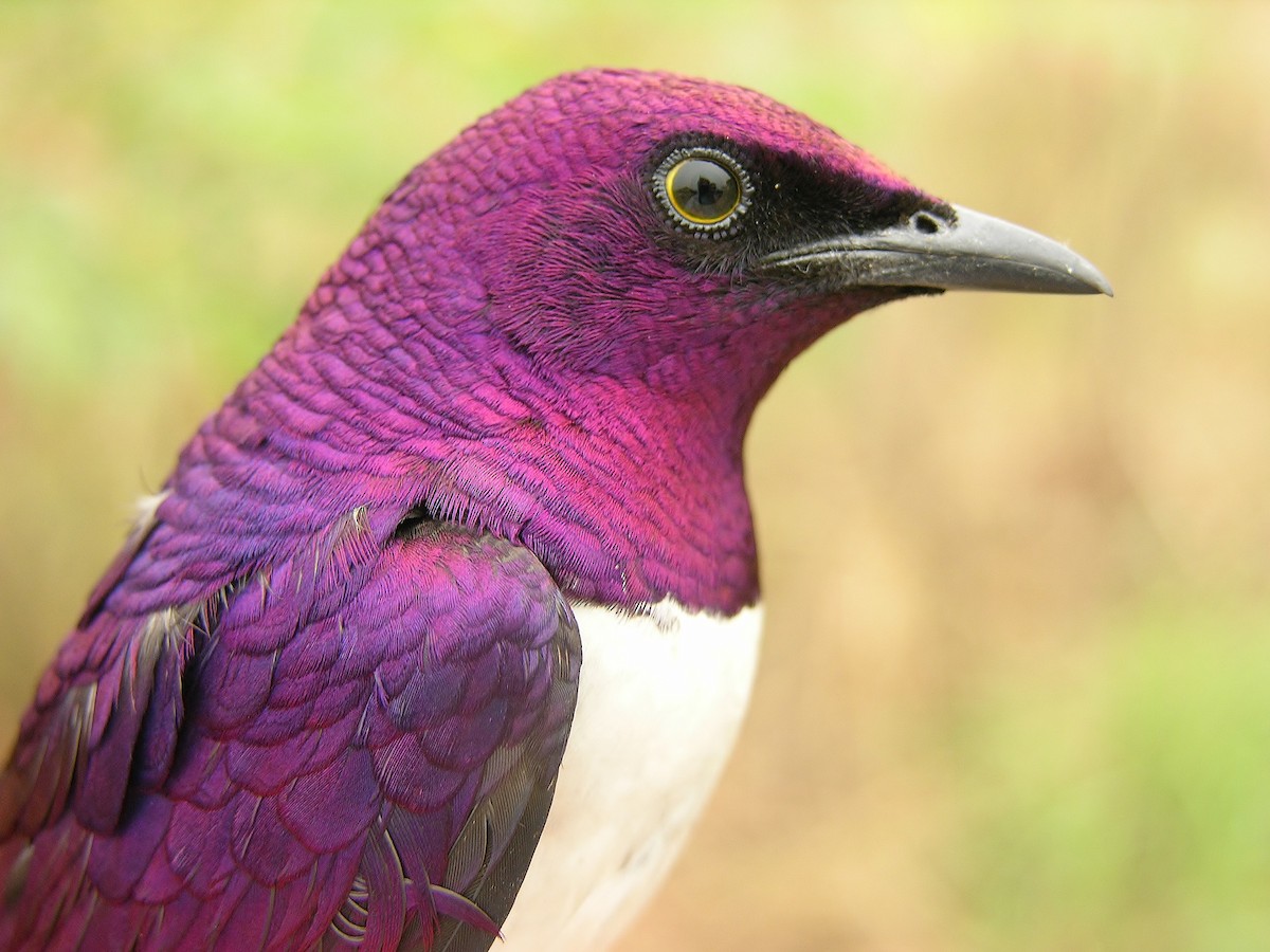 Violet-backed Starling - ML216106321