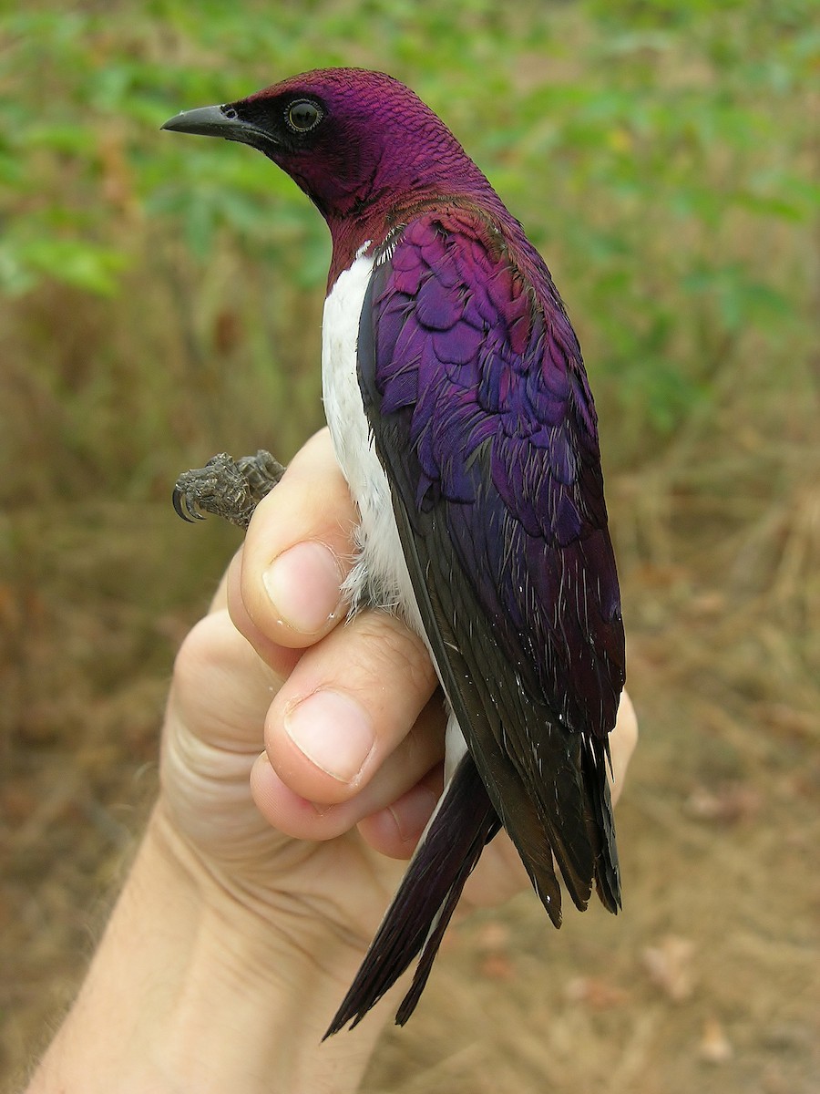 Violet-backed Starling - ML216106331