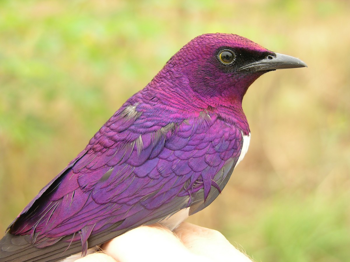 Violet-backed Starling - ML216106341