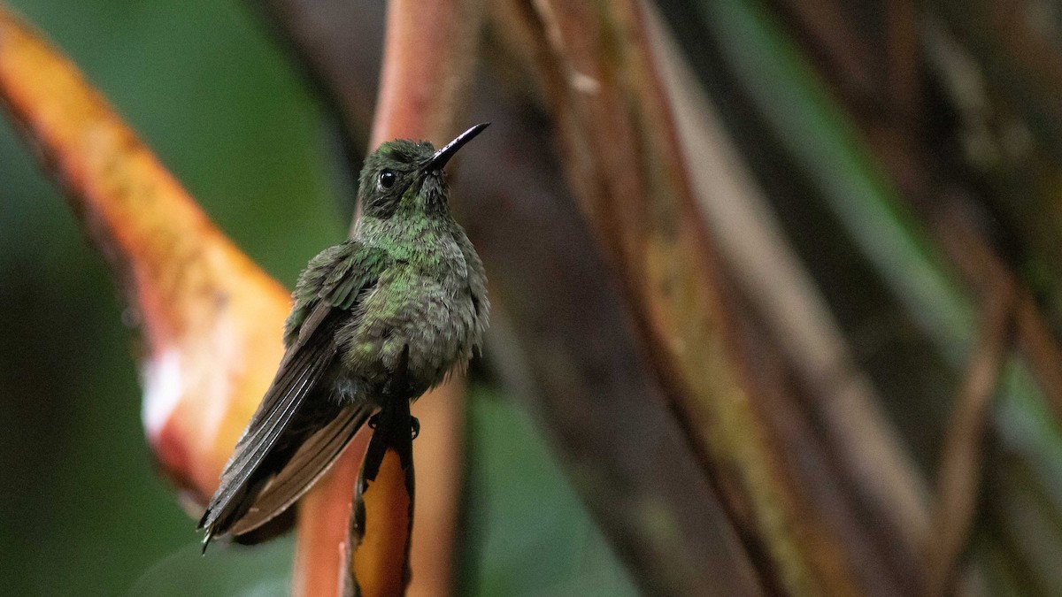 Scaly-breasted Hummingbird - Doug Hitchcox